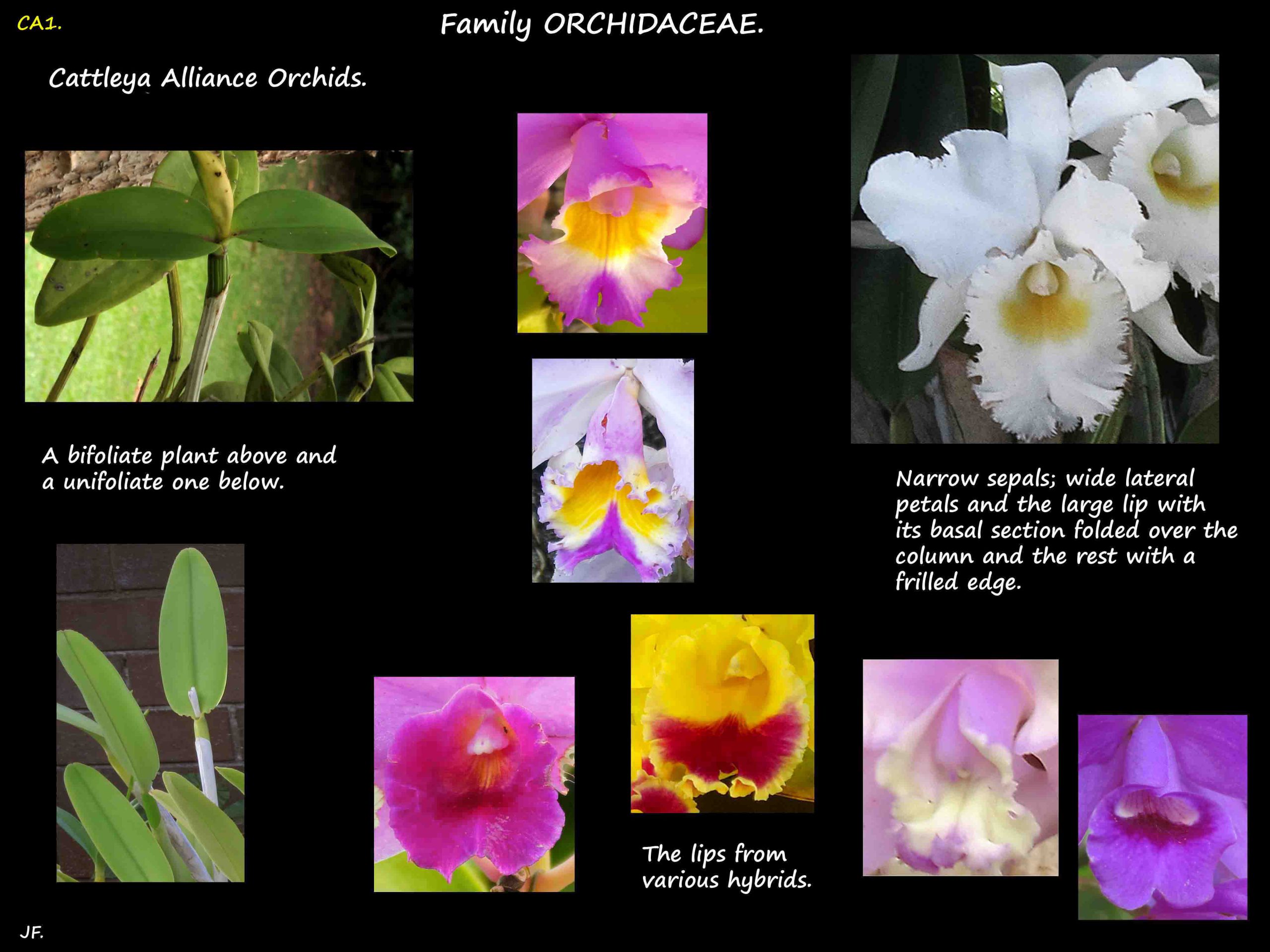 1 Cattleya Alliance orchids